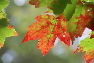 fall leaves fall leaves