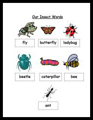 insect word wall