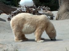 polar bear