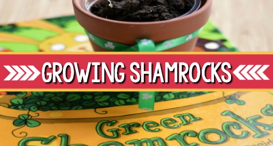 Growing Shamrocks for St Patricks Day