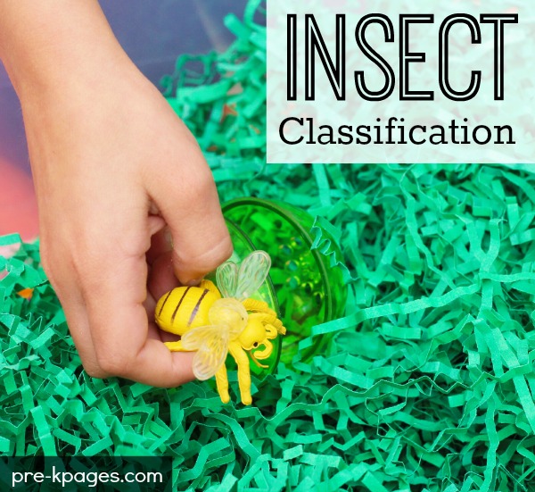 Insect Classification Activity for Preschool