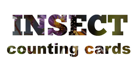 Insect Counting Cards Slider