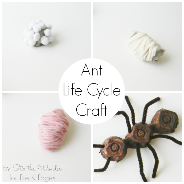 Ant Life Cycle Craft 