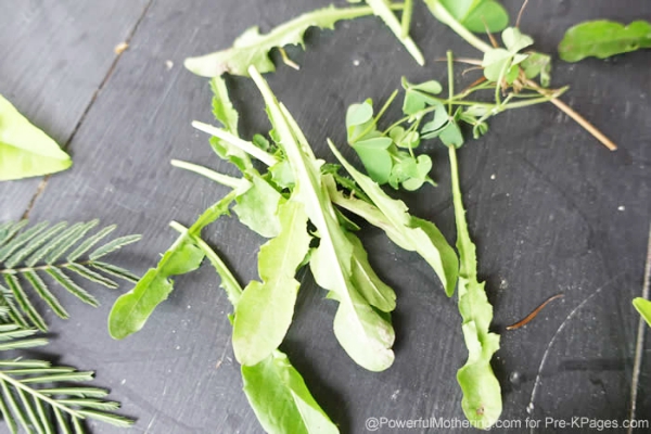 edible leaves math activity