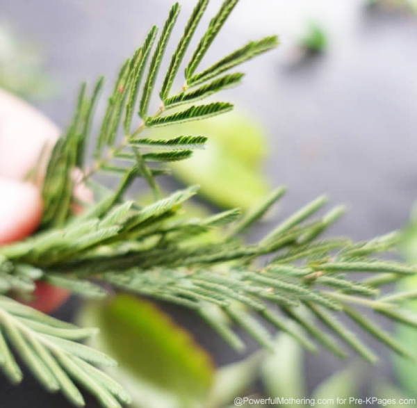many leaves on a leaf preschool math