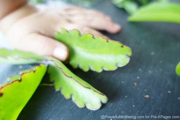 succulent leaves for math activity