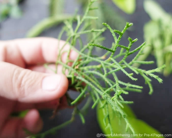 leaves for math activity