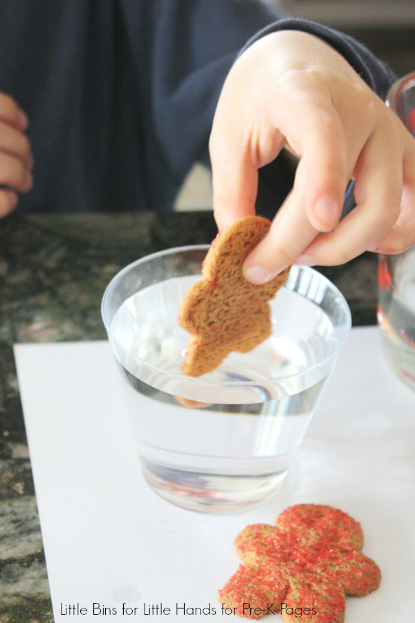 dunking cookie into water for Dissolving gingerbread man science activity 