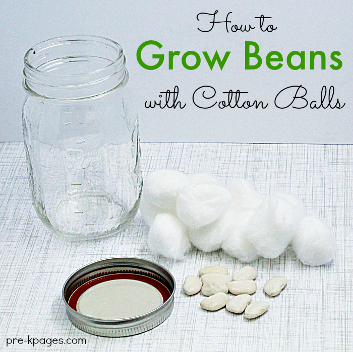 Grow Beans with Cotton Balls