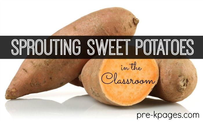 Sprouting Sweet Potatoes with Kids