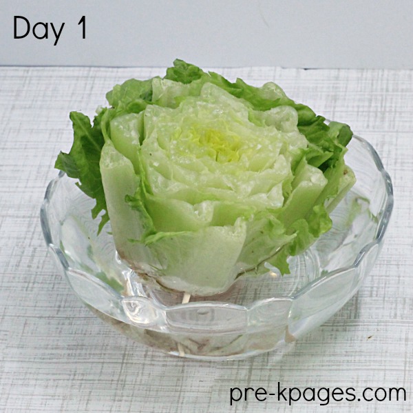 Growing Lettuce from Kitchen Scraps