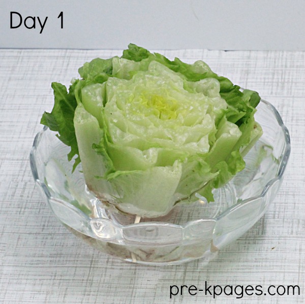 Growing Lettuce from Kitchen Scraps