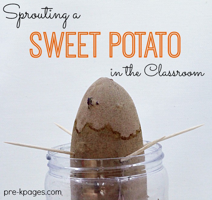 Growing a Sweet Potato with Preschoolers