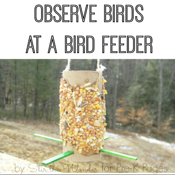 observe birds homemade bird feeder
