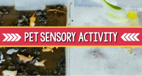 Pet Theme Sensory Bin