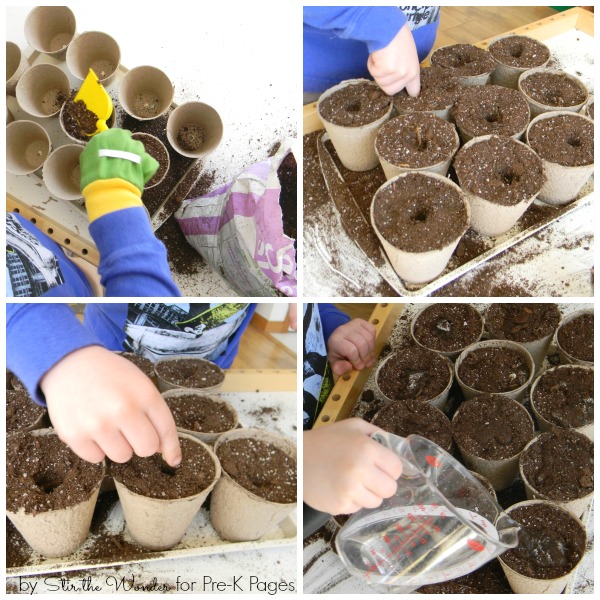 Planting Peas into soil with preschoolers 