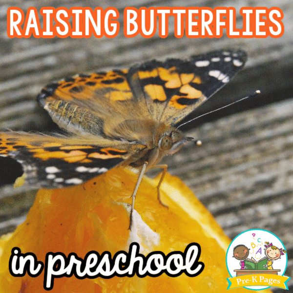 Butterfly Feeding on Orange