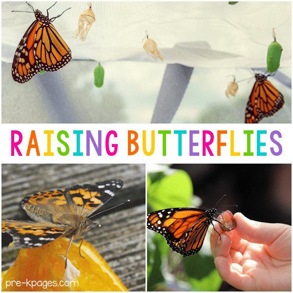 Raising Butterflies in the Classroom