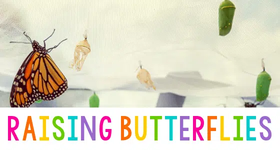 raising butterflies