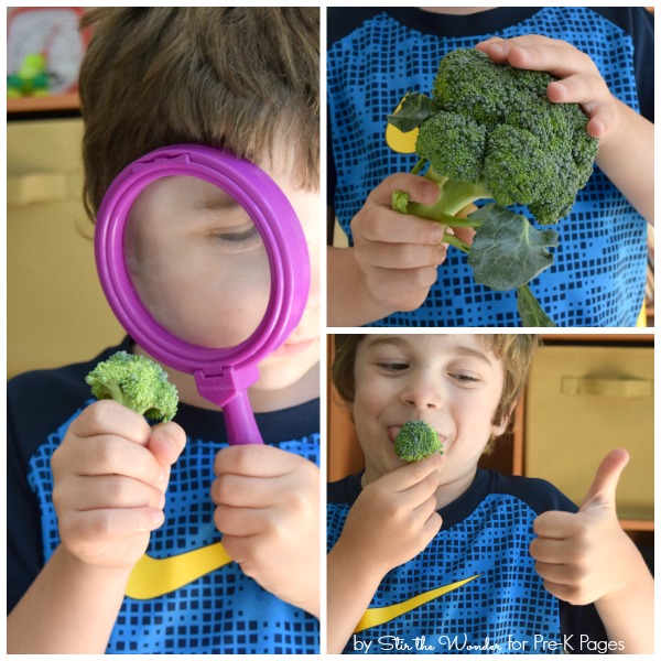Exploring Vegetables pre-k science activity