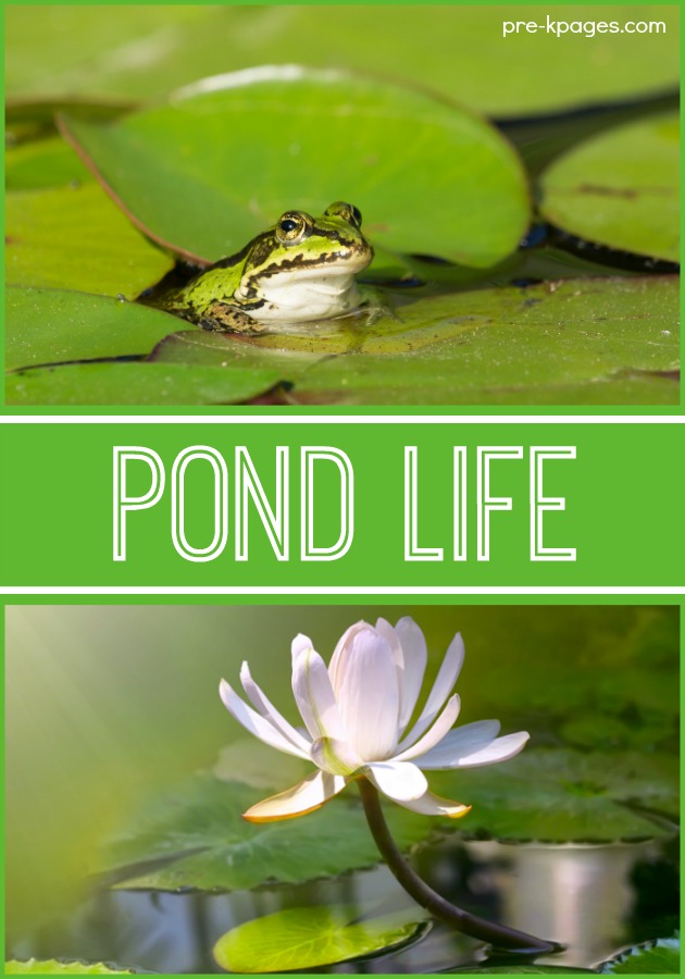 Pond Life Habitat Activities for Preschoolers