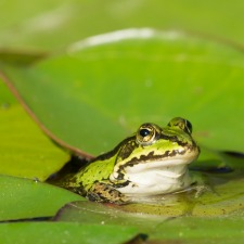 green frog