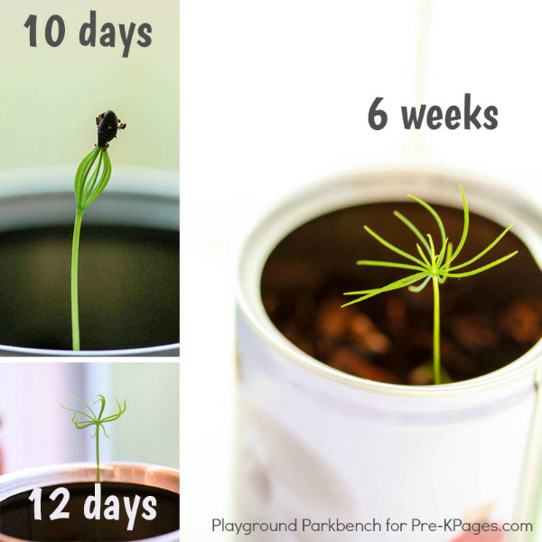 plant seed growth preschool spring