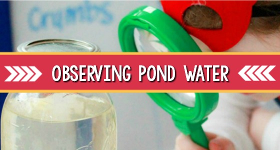 Pond Science Activity for kids