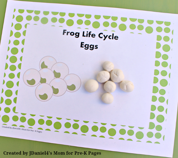 frog life cycle eggs pond