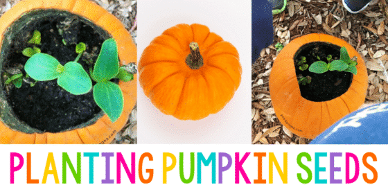 Pumpkin filled with dirt has pumpkin plants growing inside