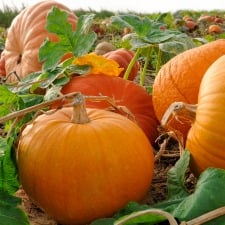 Pumpkin theme activities for preschool