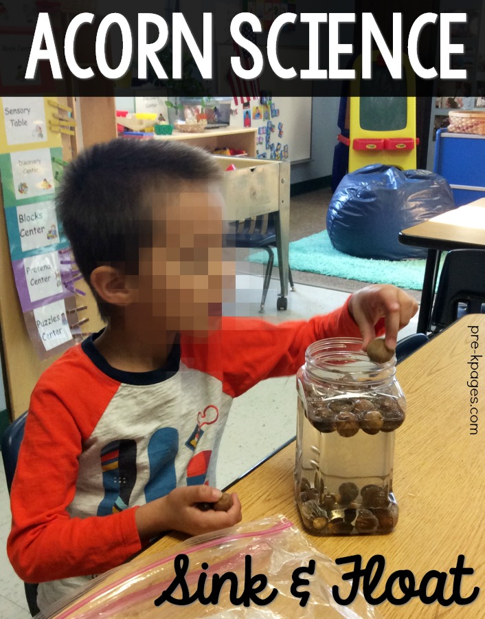 Acorn Science Experiment Sink and Float in Preschool