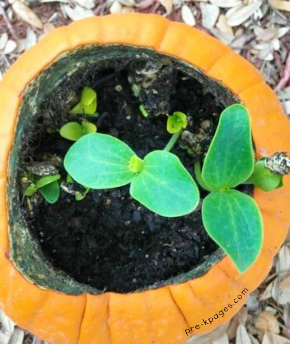 Pumpkin plant growing inside a pumpkin
