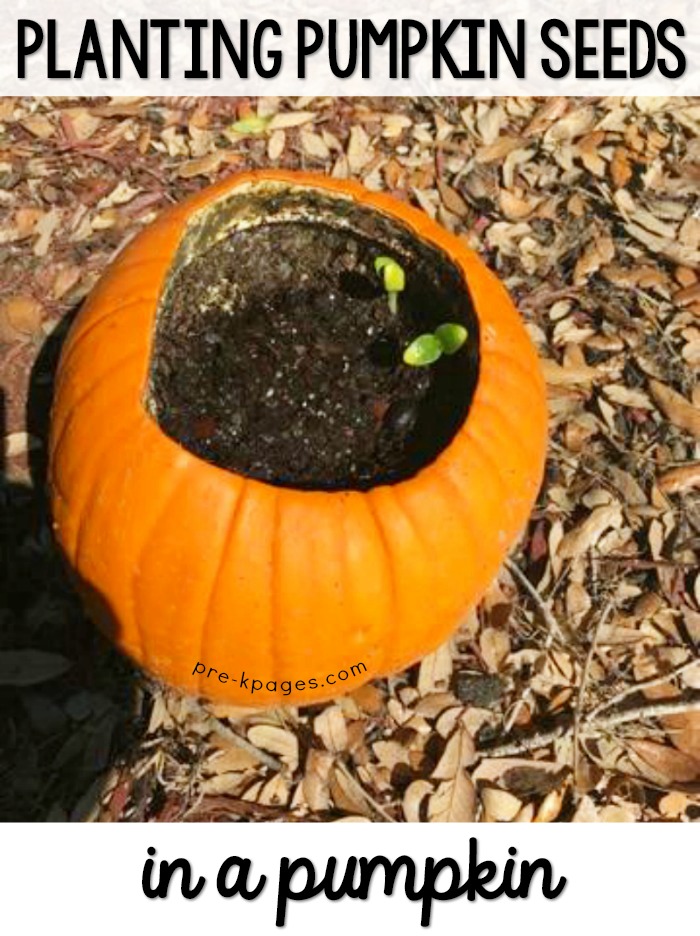 Planting Pumpkin Seeds Inside a Pumpkin