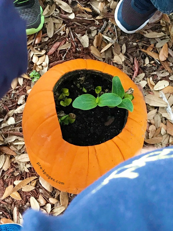 pumpkin plant growing inside a pumpkin