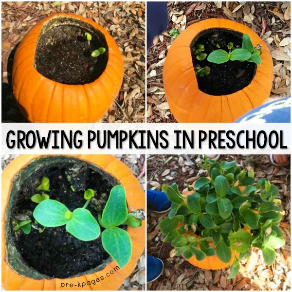 Planting Pumpkin Seeds with Preschool Kids