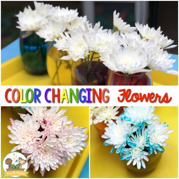 Color Changing Flowers Science Experiment square