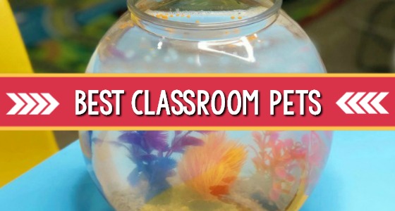 Best Pet for the Classroom
