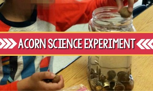 Acorn Science Experiment