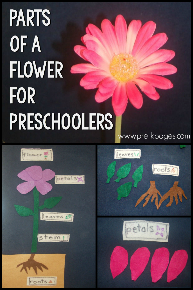 parts of a flower for preschool