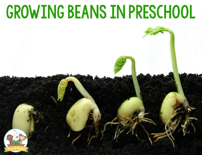 Growing Bean Seeds in Preschool