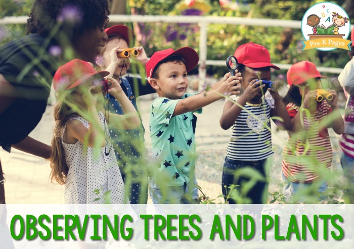 Observing Trees and Plants in Preschool