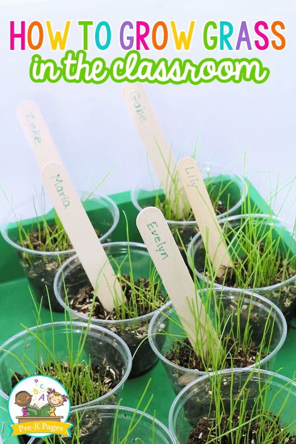 green tray with clear cups growing grass