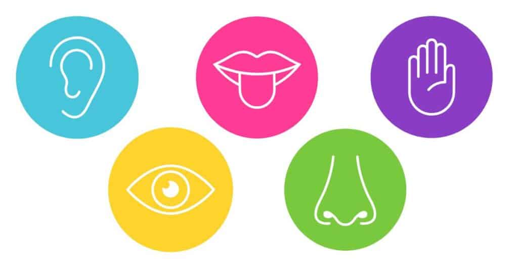 5 senses page