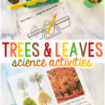 Trees and Leaves Science Activities for Preschool